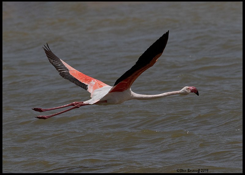 _9SB1318 greater flamingo.jpg